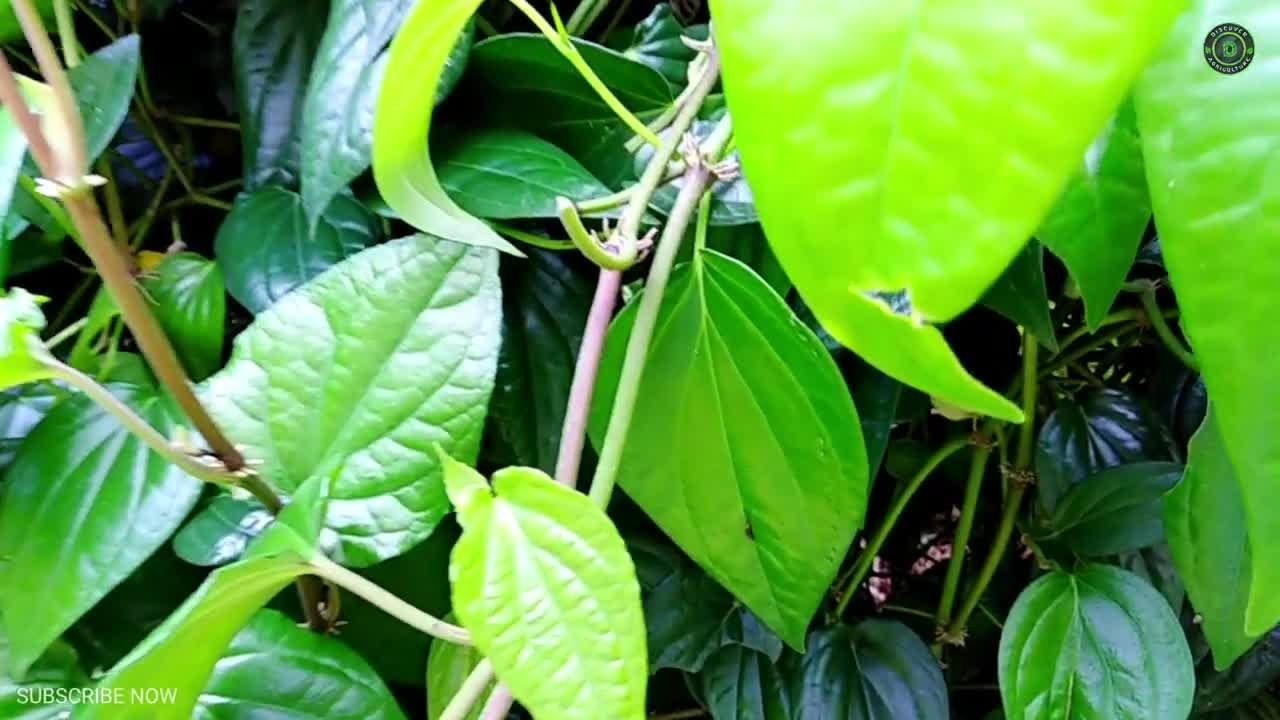 Betel Leaf Uses: ఒకే ఒక్క తమల పాకుతో ఎన్నో సమస్యలకు చెక్ పెట్టొచ్చు..