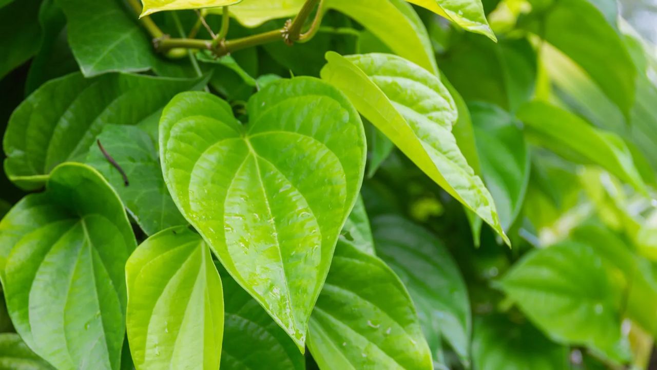 Betel Leaf: తమలపాకును తినడం వల్ల కలిగే అద్భుత ఆరోగ్య ప్రయోజనాలు మీకు తెలుసా..?