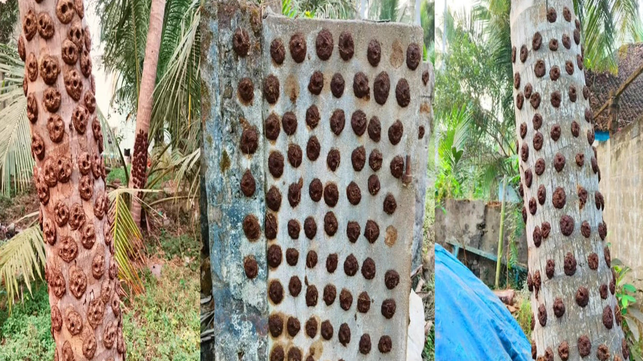 మన పూర్వీకులలాగా పిడకలు, చెట్టు బెరడులు, ఆవునెయ్యి ఉపయోగించి భోగిమంటలు వేయలేకపోవచ్చు. కనీసం తాటి ఆకులు, పాత కలప, ఎండిన కొమ్మలు వంటి సహజమైన పదార్థాలతో భోగిమంటలు వేసుకోవాలని సూచిస్తున్నారు.