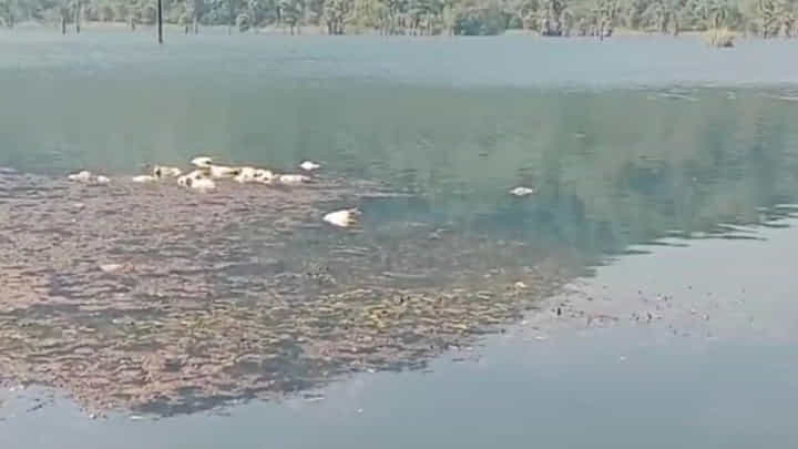 Andhra Pradesh: సుందరమైన తాగునీటి జలాశయంలో వందలాదిగా కుళ్లిన కోళ్లు..! ఆందోళనలో 50 గిరిజన గ్రామాలు Andhra Pradesh: సుందరమైన తాగునీటి జలాశయంలో వందలాదిగా కుళ్లిన కోళ్లు..! ఆందోళనలో 50 గిరిజన గ్రామాలు