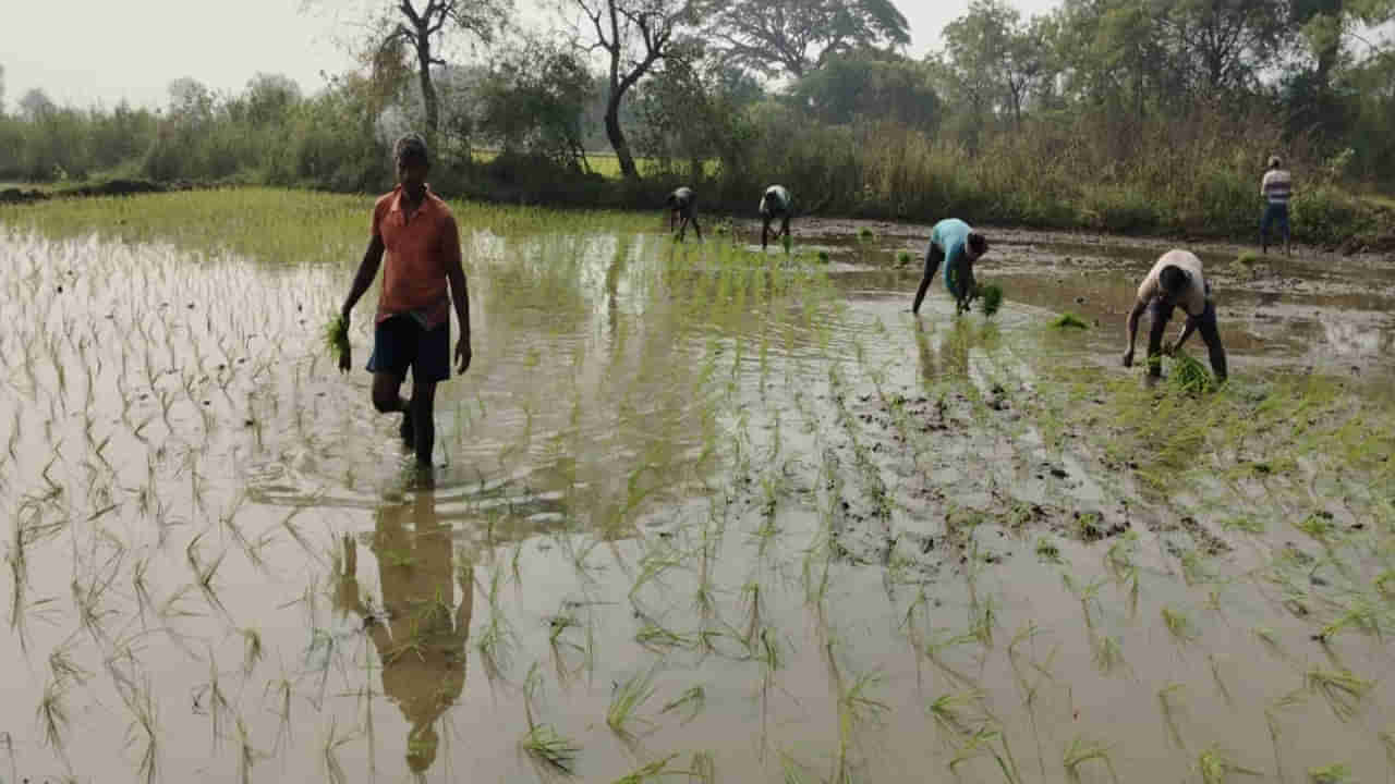 Telangana: ఊపందుకున్న యాసంగి నాట్లు.. వరుసకట్టిన పొరుగు రాష్ట్రాల వలస కూలీలు!