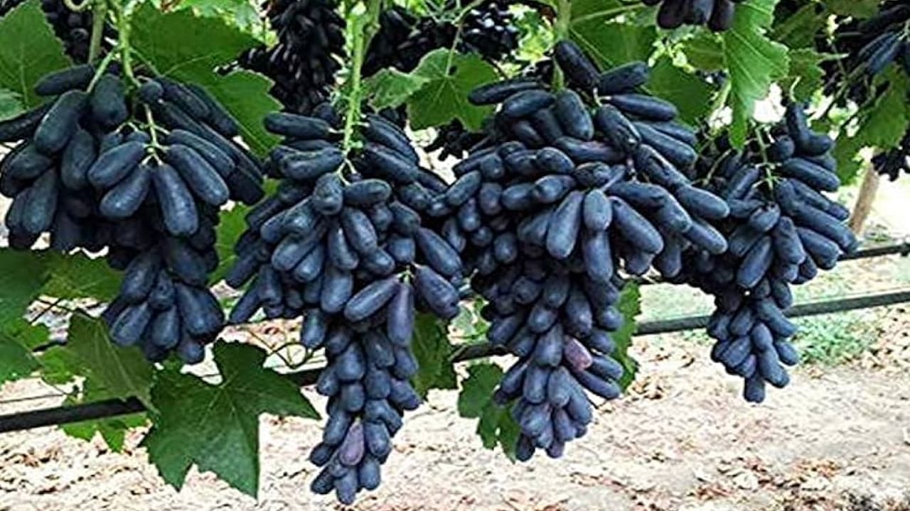 Black Grapes