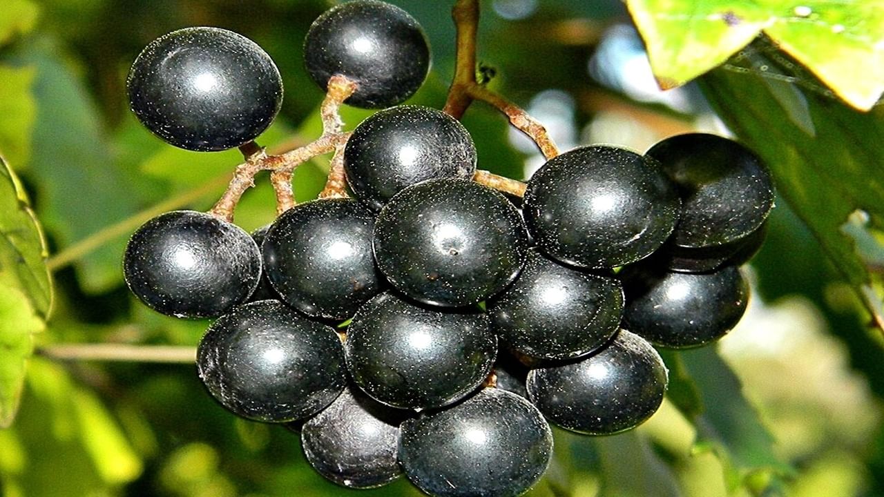 Black Grapes