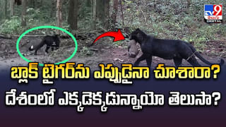 Viral Video: ఒకే వేదికపై ఒకేసారి ఆరుగురు అన్నదమ్ములు ఆరుగురు అక్కాచెల్లెళ్ల పెళ్లి.. వరుల అంతరంగం తెలిస్తే శభాష్ అంటారు..