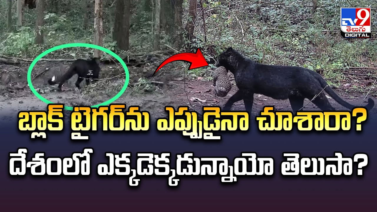 బ్లాక్ టైగర్ ను ఎప్పుడైనా చూశారా ?? దేశంలో ఎక్కడెక్కడున్నాయో తెలుసా ??