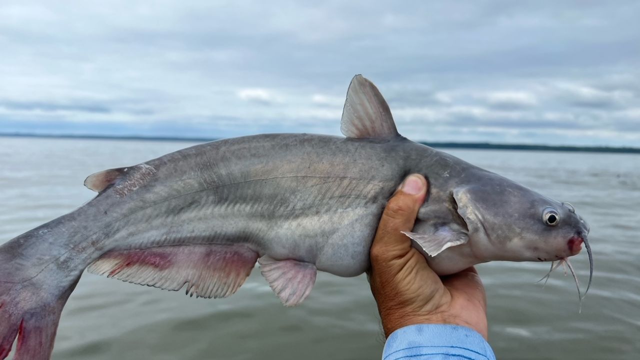 క్యాట్ ఫిష్ ఇవి సాధారణంగా సహజంగా నీటిలో దొరికితే మేలు చేస్తాయి. కానీ మార్కెట్‌లో లభించే క్యాట్ ఫిష్ చాలా సార్లు హార్మోన్లు, కెమికల్స్‌తో పెంచబడతాయి. దీని వల్ల మన ఆరోగ్యానికి హానికరం కావచ్చు. అందుకే పెద్ద సైజులో ఉన్న క్యాట్ ఫిష్‌ను కొనుగోలు చేయకుండా చిన్న సైజులో ఉన్నవాటిని మాత్రమే తీసుకోవాలని నిపుణులు సూచిస్తున్నారు.