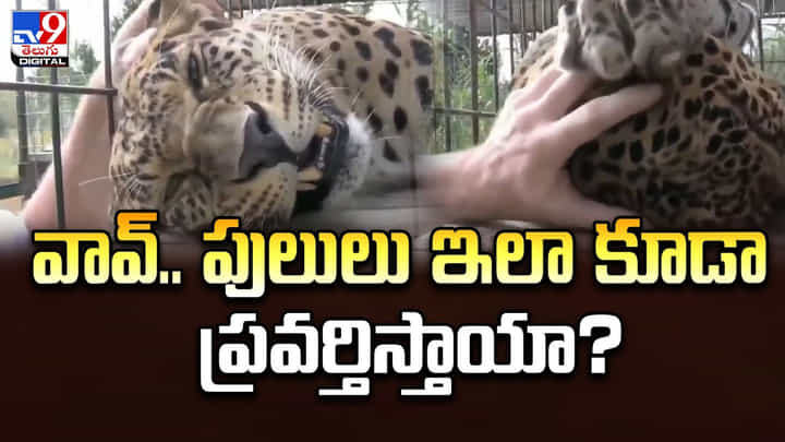 వావ్.. పులులు ఇలా కూడా ప్రవర్తిస్తాయా ?? ఆశ్చర్యపోతూ కామెంట్లు చేస్తున్న నెటిజన్లు వావ్.. పులులు ఇలా కూడా ప్రవర్తిస్తాయా ?? ఆశ్చర్యపోతూ కామెంట్లు చేస్తున్న నెటిజన్లు