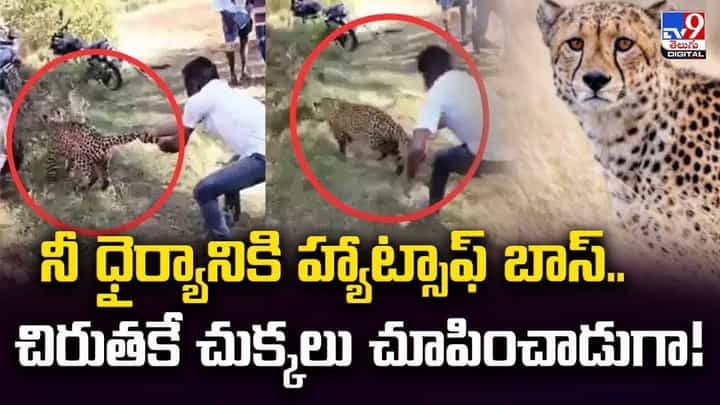 నీ ధైర్యానికి హ్యాట్సాఫ్ బాస్..చిరుతకే చుక్కలు చూపించాడుగా! నీ ధైర్యానికి హ్యాట్సాఫ్ బాస్..చిరుతకే చుక్కలు చూపించాడుగా!