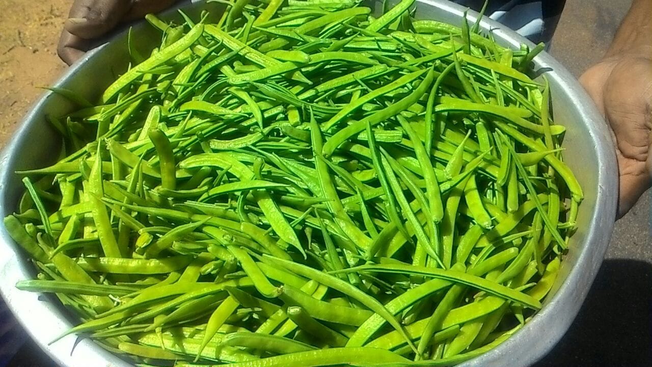 గోరు చిక్కుళ్లు అంటే తెలిసే ఉంటుంది. కూరగాయల్లో ఇది కూడా ఒకటి. వీటితో చాలా రకాల రెసీపీలు తయారు చేయవచ్చు. కూరలు, ఫ్రైలు ఎన్నో రకాలు చేస్తూ ఉంటారు. చాలా రుచిగా కూడా ఉంటాయి. కానీ చాలా మంది వీటిని తినేందుకు పెద్దగా ఇష్ట పడరు.
