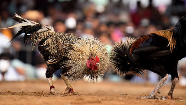 Andhra News: కోడి పందేలకు కోర్టు చిక్కులు...హైకోర్టు ఉత్తర్వుల్లో ఏముంది...