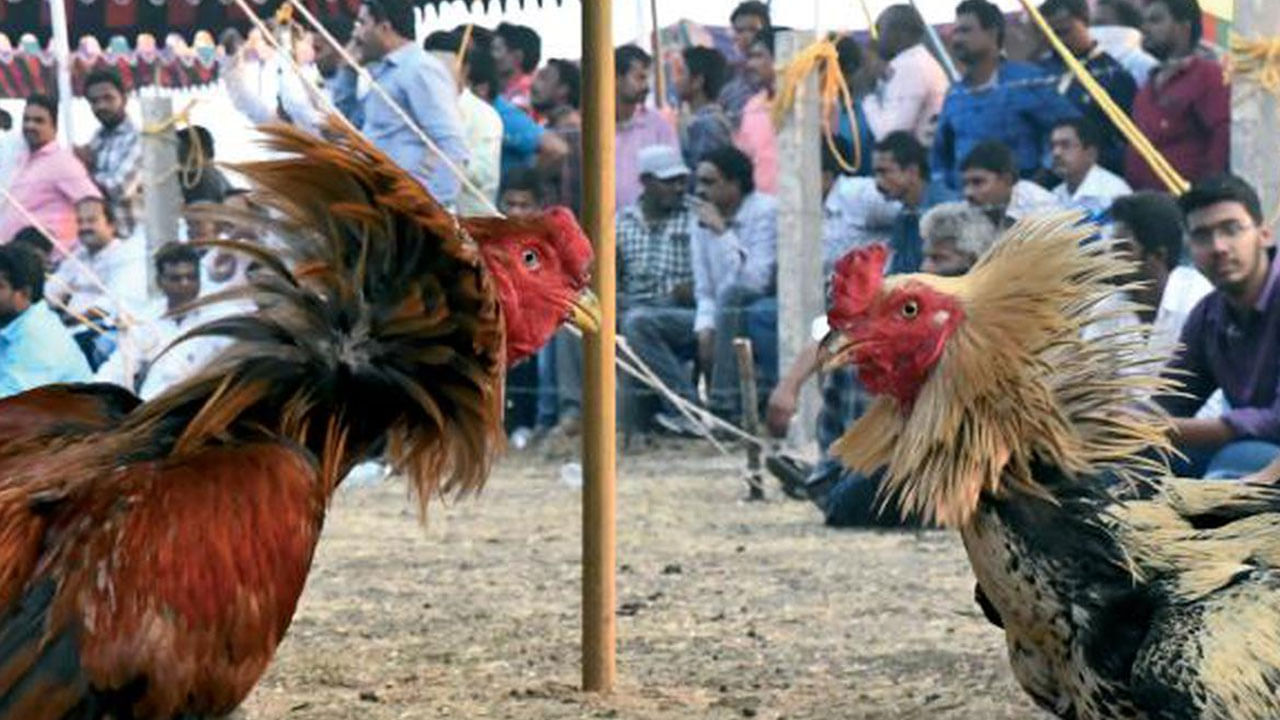 Cockfighting: హైటెక్‌ సెటప్‌తో స్టేడియం తలపించేలా బరులు