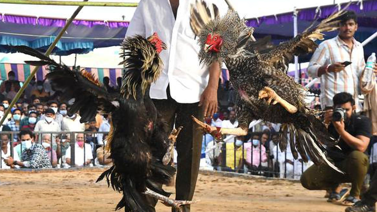 Sankranti: ఏపీలో కత్తులు దూస్తున్న కోళ్లు... గోదావరి జిల్లాల్లో పందాల హడావిడి