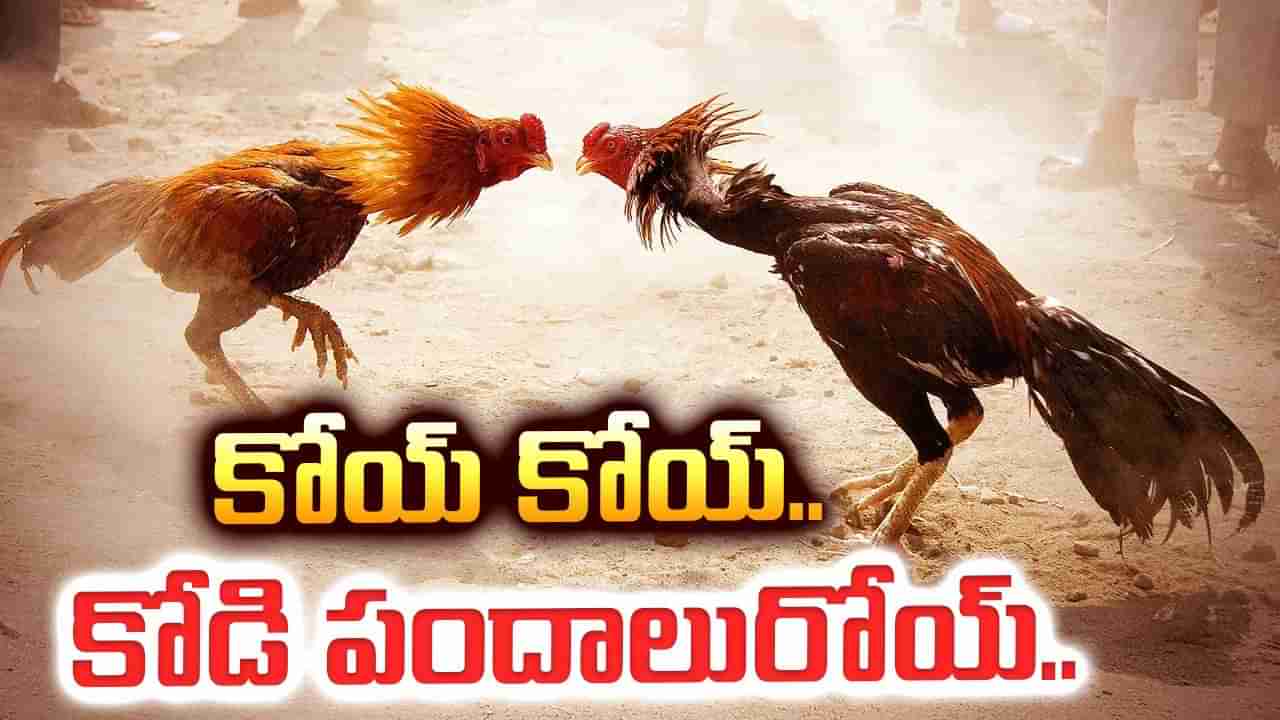 Cockfights: బుల్లెట్లు, థార్ కార్లు.. ఈసారి రేంజే వేరప్పా..! పందెంకోడి సంస్కృతిలో ఎప్పుడు భాగమైందంటే..