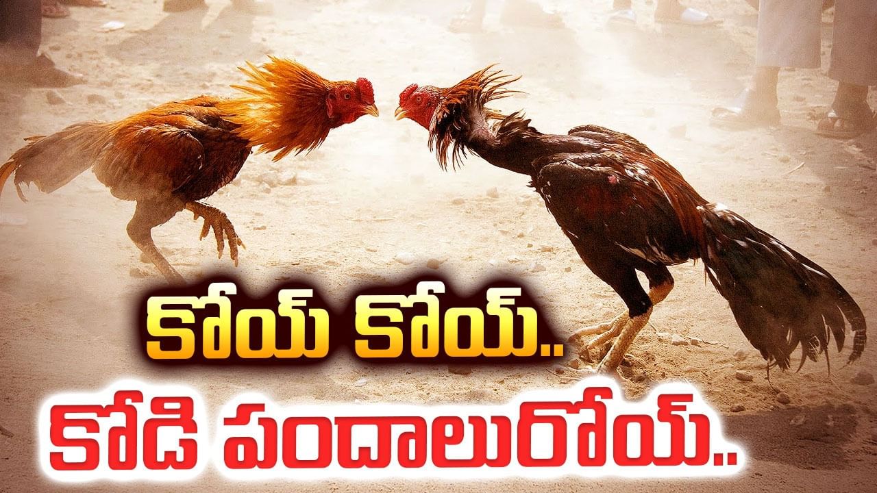 Cockfights: బుల్లెట్లు, థార్ కార్లు.. ఈసారి రేంజే వేరప్పా..! 'పందెంకోడి' సంస్కృతిలో ఎప్పుడు భాగమైందంటే..