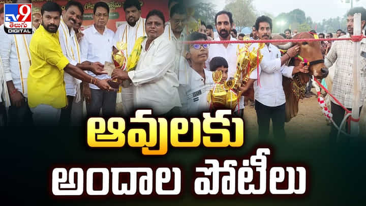 ఆవులకు అందాల పోటీలు.. చూడడానికి రెండు కళ్లు చాలావు! ఆవులకు అందాల పోటీలు.. చూడడానికి రెండు కళ్లు చాలావు!
