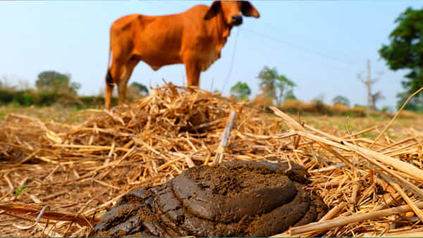 Cow Dung imprt: ఆవు పేడకు భారీగా డిమాండ్..! విపరీతంగా దిగుమతి చేసుకుంటున్న గల్ఫ్ దేశాలు.. కిలో ఎంతంటే..!