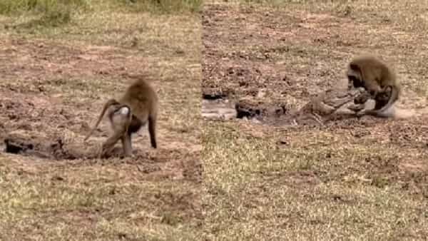 Viral Video: సోషల్ మీడియాలో తెగ వైరలవుతున్న వీడియో..! ఈ వీడియో చూసి నెటిజన్లు షాక్..!