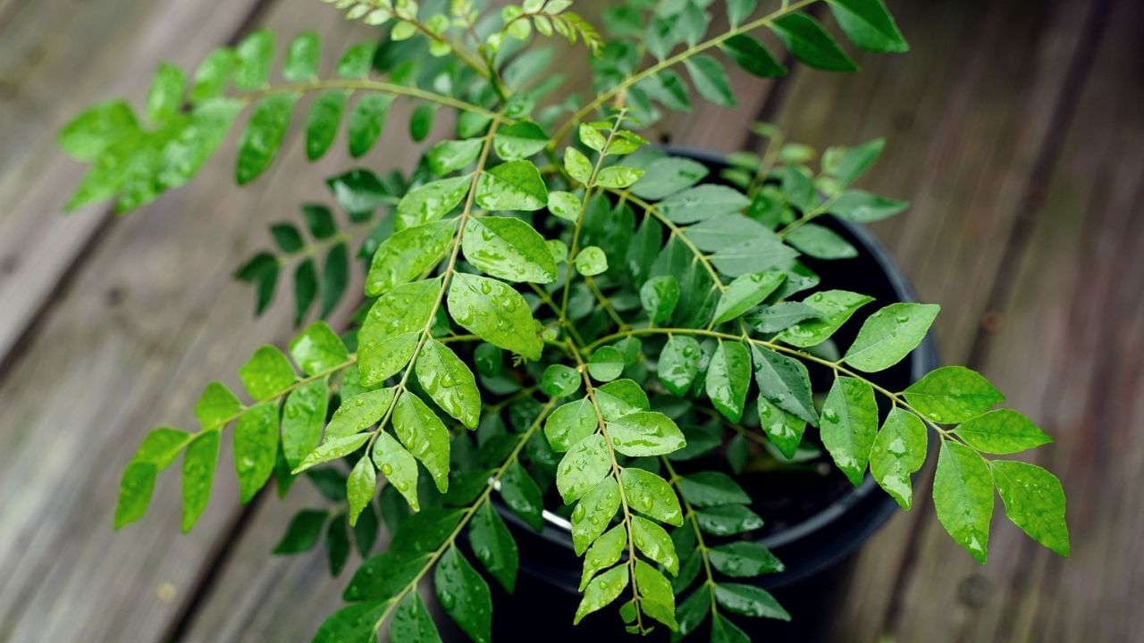 Kitchen Hack: కరివేపాకు ఎక్కువ రోజులు తాజాగా ఉంచుకోవడం ఎలా..?