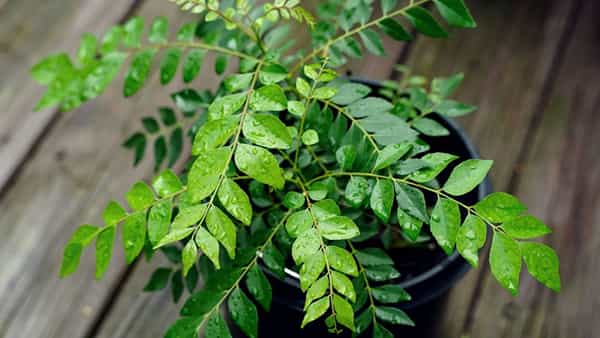 Kitchen Hack: కరివేపాకు ఎక్కువ రోజులు తాజాగా ఉంచుకోవడం ఎలా..?