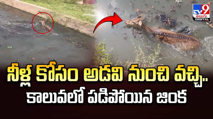 నీళ్ల కోసం వచ్చి..కాలువలో పడిపోయిన జింక! నీళ్ల కోసం వచ్చి..కాలువలో పడిపోయిన జింక!