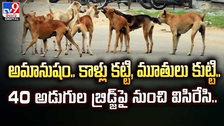 అమానుషం.. కాళ్లు కట్టి, మూతులు కుట్టి.. 40 అడుగుల బ్రిడ్జ్ పై నుంచి విసిరేసి.. అమానుషం.. కాళ్లు కట్టి, మూతులు కుట్టి.. 40 అడుగుల బ్రిడ్జ్ పై నుంచి విసిరేసి..