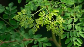 Triphala Drink: త్రిఫల నీటిని తాగడం వల్ల కలిగే ప్రయోజనాలు అనేకం.. ఈ సమస్యలు దూరం!