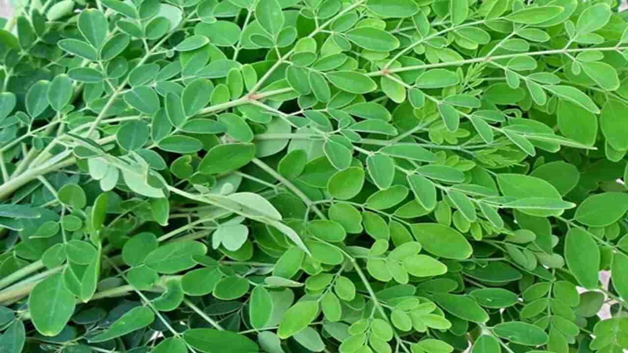 మునగాకు ప్రయోజనాలు తెలుసా ? ఈ బెనిఫిట్స్​ తెలిస్తే అస్సలు వదిలిపెట్టరు !