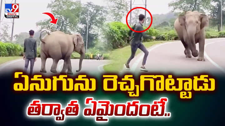 గుంపుగా వెళుతున్న ఏనుగుల్లో ఒకదానిని రెచ్చగొట్టిన యువకుడు గుంపుగా వెళుతున్న ఏనుగుల్లో ఒకదానిని రెచ్చగొట్టిన యువకుడు