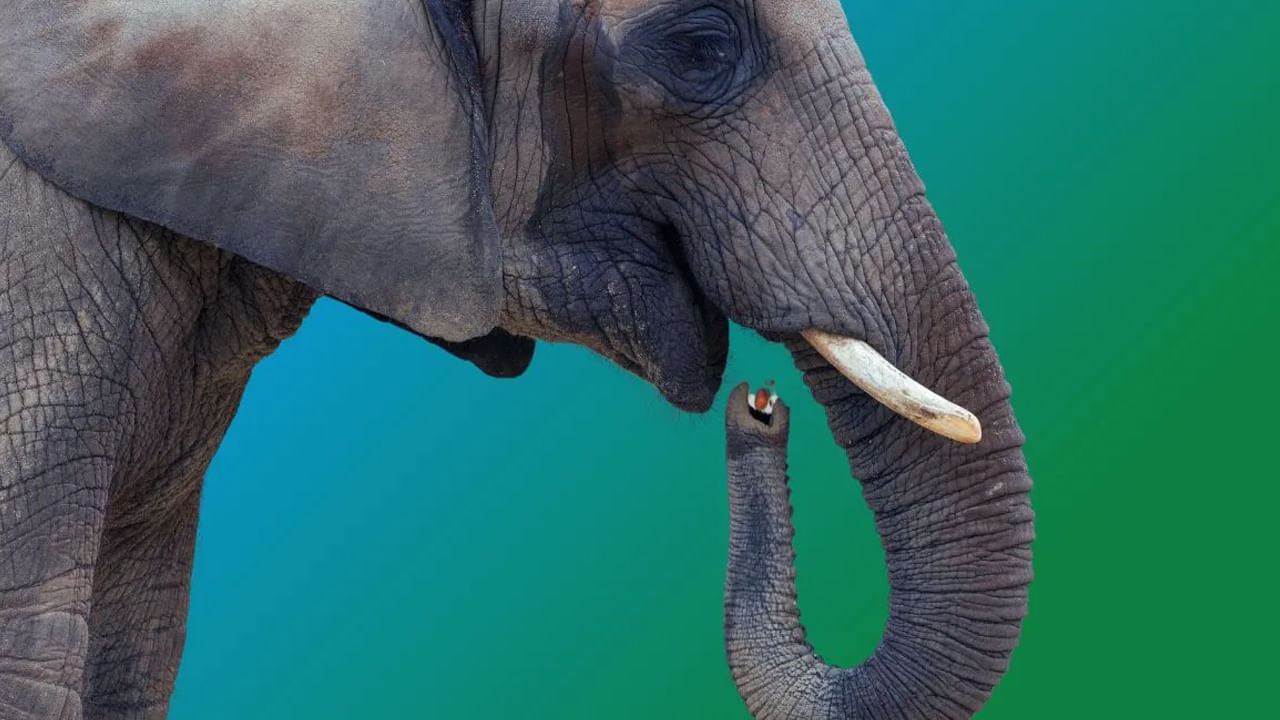 మీకు కలలో ఒక జత ఏనుగులు కనిపిస్తే, మీ వైవాహిక జీవితంలో గొప్ప ఆనందం ఉంటుందని అర్థం. గర్భిణీ స్త్రీ తన కలలో ఏనుగును చూస్తే, ఆమె బిడ్డ అదృష్టవంతుడని అర్థం. మరోవైపు మీకు కలలో ఏనుగుల గుంపు కనిపిస్తే, మీరు అన్ని రకాల సమస్యల నుండి బయటపడతారని అర్థం. కలలో ఏనుగుల గుంపును చూడటం భారీ ఆర్థిక లాభాన్ని సూచిస్తుంది.