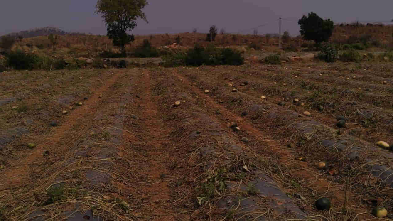 Annamayya District: రైతు పొలం దున్నుతుండగా.. గట్టిగా ఏదో తగిలింది.. పరీక్షించి చూడగా..