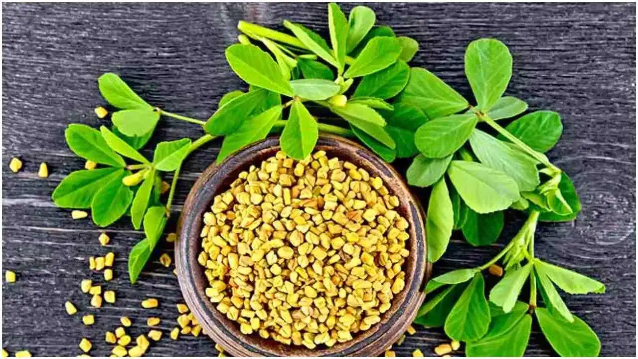 Fenugreek 