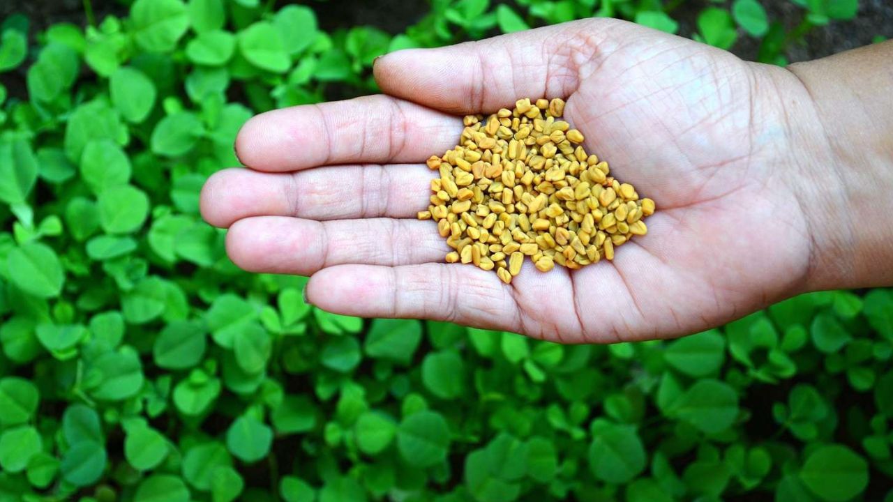 Fenugreek Seeds