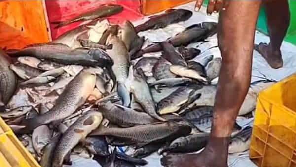 Amaravati: ఇవి రాజధాని చేపలండోయ్.. దక్కించుకునేందుకు ఎగబడ్డ జనం