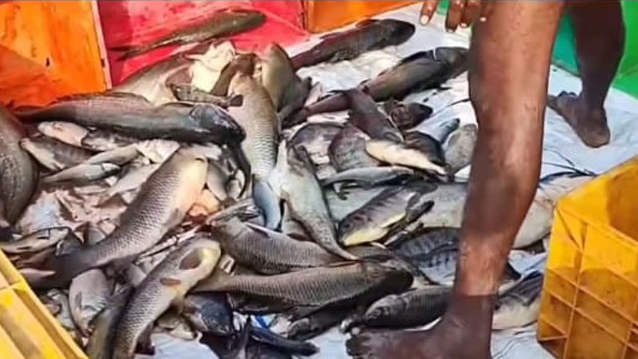 Amaravati: ఇవి రాజధాని చేపలండోయ్.. దక్కించుకునేందుకు ఎగబడ్డ జనం