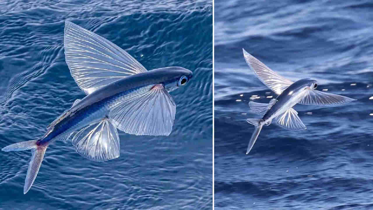 Flying Fish : నీటిలోనే కాదు బాస్..! గాల్లోనూ ఎగిరే సత్తా నాకుంది..! ఇలాంటి చేపల్ని ఎక్కడైనా చూశారా..?