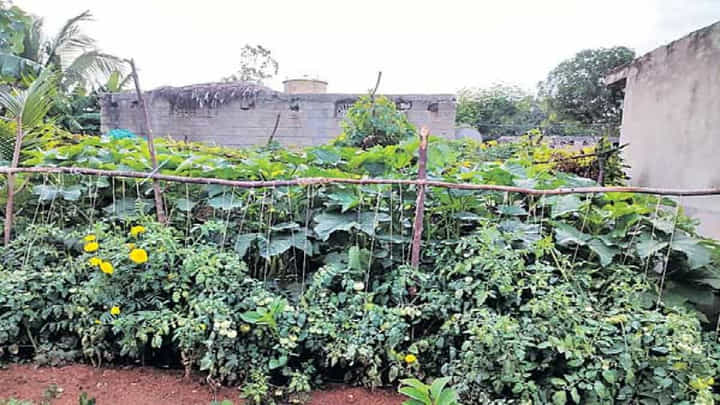 Telangana: ఇంటి పెరట్లోని సీతాఫలం చెట్టు వద్ద నుంచి చప్పుళ్లు.. ఏంటా అని వెళ్లి చూడగా.. Telangana: ఇంటి పెరట్లోని సీతాఫలం చెట్టు వద్ద నుంచి చప్పుళ్లు.. ఏంటా అని వెళ్లి చూడగా..