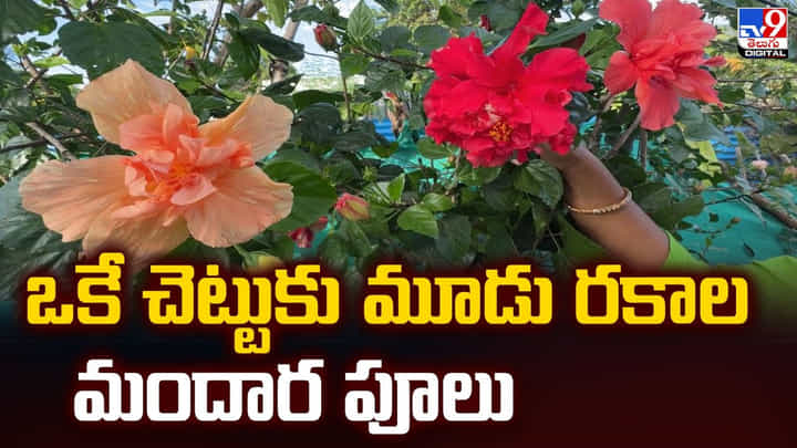ఒకే చెట్టుకు మూడు రకాల మందార పూలు ఒకే చెట్టుకు మూడు రకాల మందార పూలు