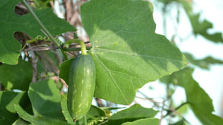 Brain Health: ఈ ఫుడ్స్ తింటే.. మీ బ్రెయిన్ సూపర్ కంప్యూటర్ లా వర్క్ చేయడం పక్కా.!