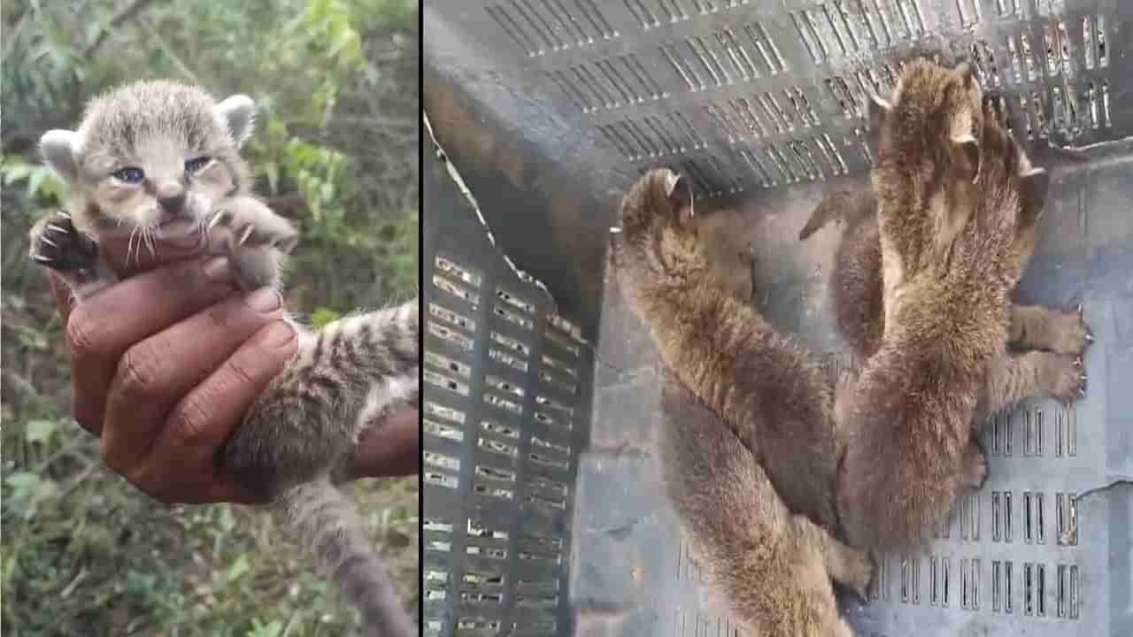 Andhra Pradesh: ఊరి శివారు ప్రాంతంలో కనిపించిన వింత జీవులు.. అటవీ సిబ్బంది ఆరా తీయగా..!