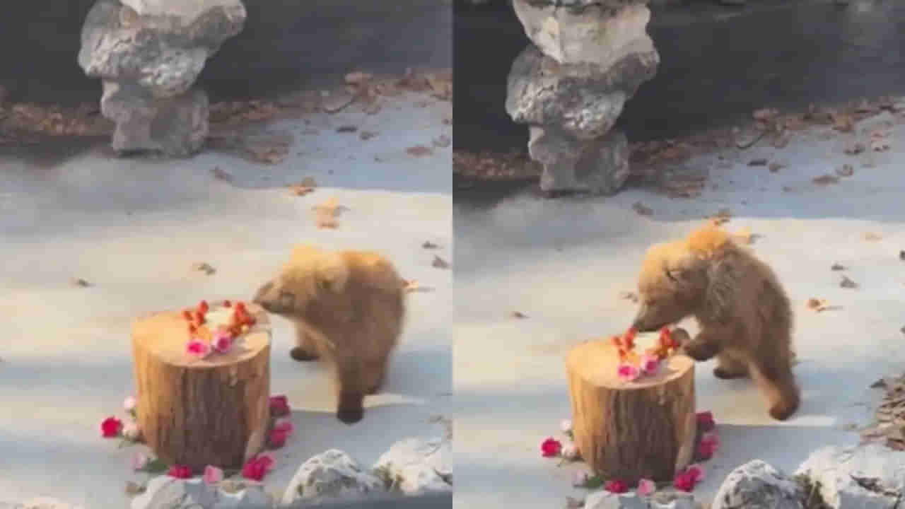 Viral Video: జూలో బుల్లి ఎలుగు బంటి అల్లరి చూస్తే ఫిదా అవ్వాల్సిందే.. పిల్ల సూపర్ స్టార్ అంటూ లైకులు, షేర్లు..