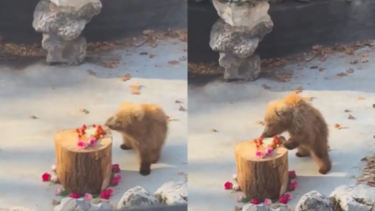 Viral Video: జూలో బుల్లి ఎలుగు బంటి అల్లరి చూస్తే ఫిదా అవ్వాల్సిందే.. పిల్ల సూపర్ స్టార్ అంటూ లైకులు, షేర్లు..