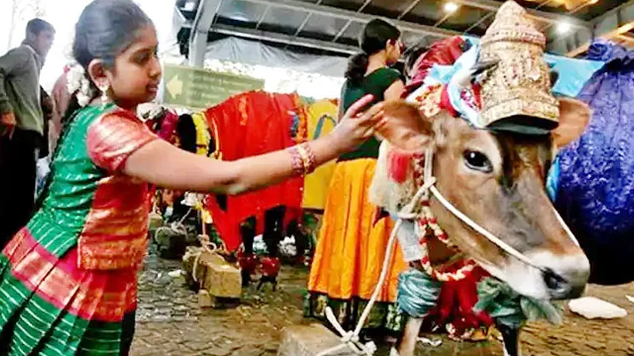 సంక్రాంతికి ఇంటి నిండా ధాన్యం వచ్చిందంటే.. అది పశువుల పుణ్యం. ఏడాది పొడవునా పశువులతో చాకిరీ చేయించడమే కాదు. పండగరోజైనా వాటిని పూజించి కృతజ్ఞత చెప్పుకోవాలంటుంది పశువుల పూజ. ఆ రోజు రైతులు నాగలి కట్టరు. ఎద్దుల మీద కాడి మోపరు. బండ్లు తోలరు.  
 