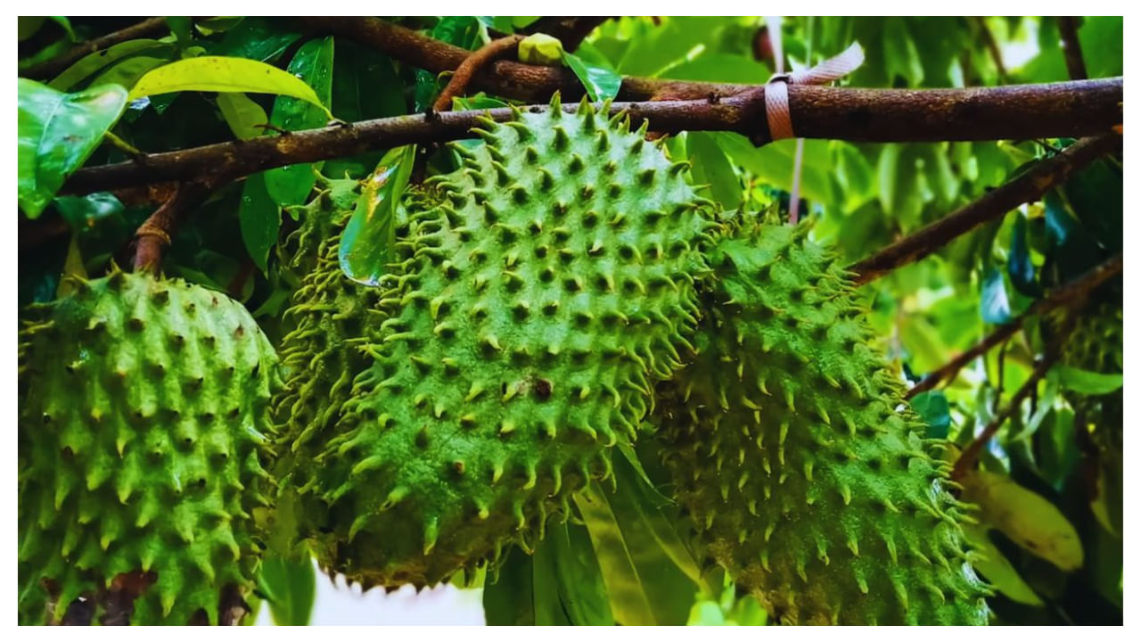 Lakshmana fruit: ఈ పండు కనిపిస్తే వదలకుండా తినండి.. 12 రకాల క్యాన్సర్లకు చెక్!