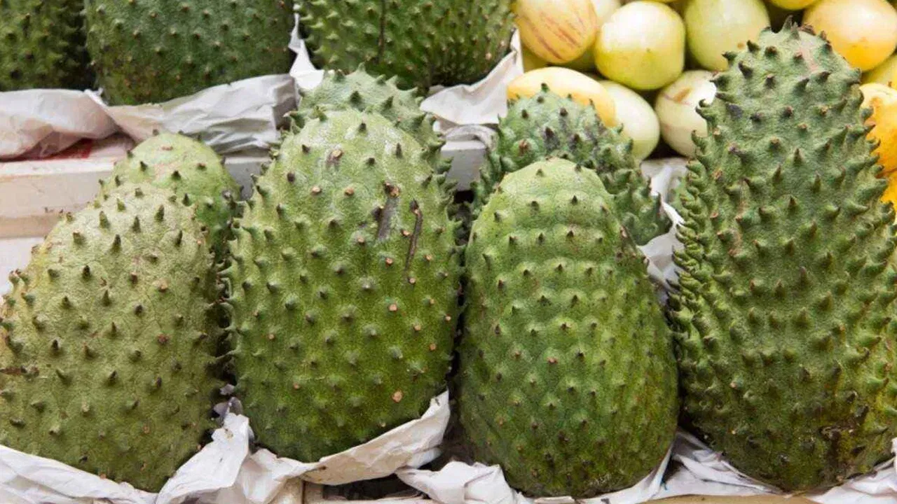 శరీరంలో రోగ నిరోధక శక్తిని పెంచడంలో లక్ష్మణ ఫలం సహాయ పడుతుంది. ఈ పండు తినడం వల్ల ఒక్కటి కాదు ఇంకా ఎన్నో లాభాలు ఉన్నాయి. కాబట్టి ఎక్కడైనా కనిపిస్తే ఏ మాత్రం లేట్ చేయకుండా తినండి. రుచిగా కూడా ఉంటుంది.
(NOTE: ఇందులోని అంశాలు కేవలం అవగాహన కోసం మాత్రమే. నిపుణులు అందించిన సమాచారం ప్రకారం ఇక్కడ తెలియజేయడమైనది. ఆరోగ్యరీత్యా ఎలాంటి సమస్యలు ఉన్నా వైద్య నిపుణుల్ని సంప్రదించడం మేలు.)