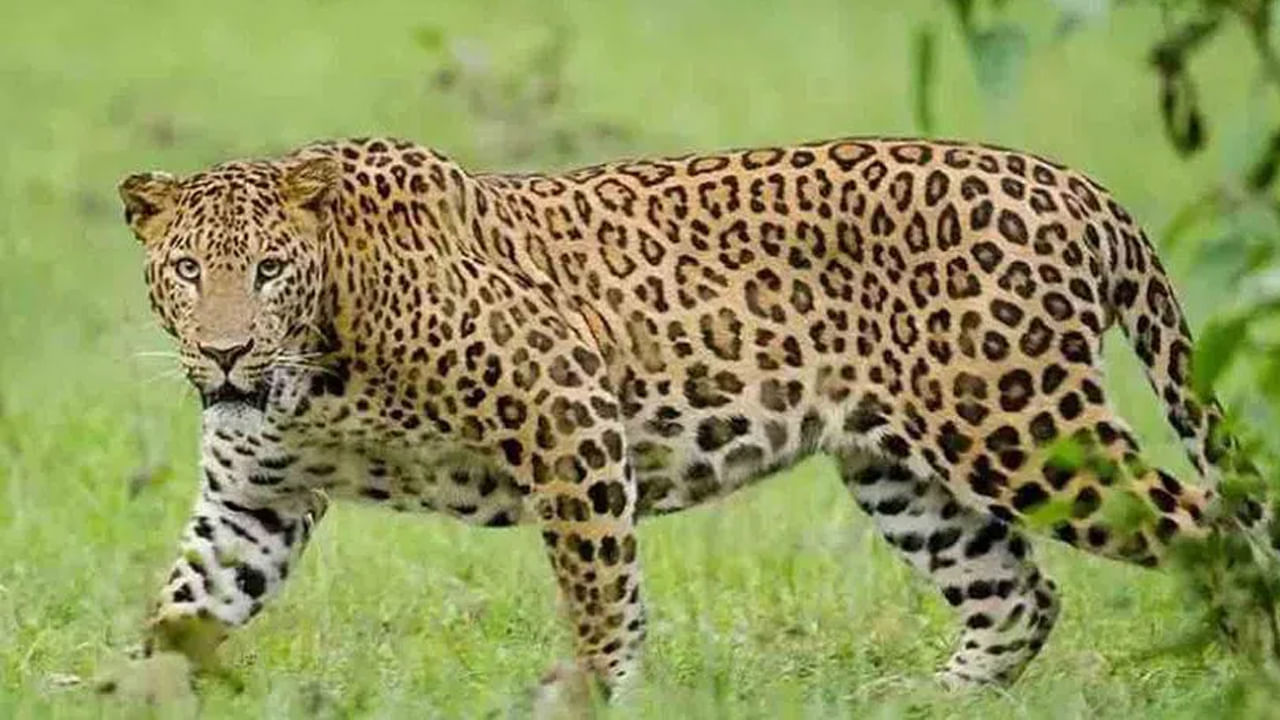 Leopard: రాజేంద్రనగర్‌లో చిరుత కలకలం.. తీవ్ర భయాందోళనలో స్థానికులు