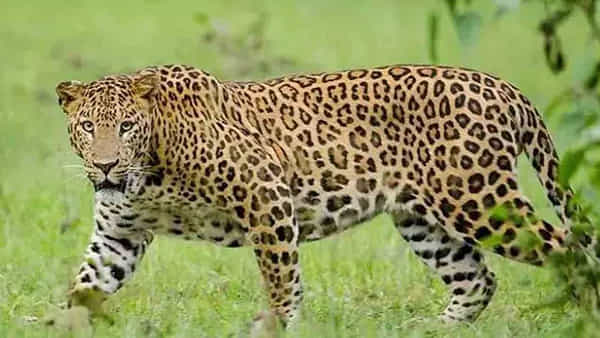 Leopard: రాజేంద్రనగర్లో చిరుత కలకలం.. తీవ్ర భయాందోళనలో స్థానికులు