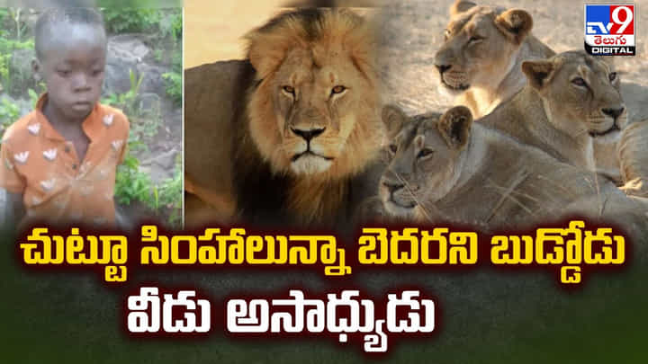 చుట్టూ సింహాలున్నా బెదరని బుడ్డోడు.. ఏం చేశాడంటే? చుట్టూ సింహాలున్నా బెదరని బుడ్డోడు.. ఏం చేశాడంటే?
