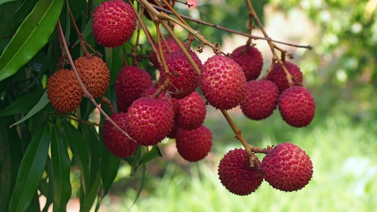 Litchi Fruit: లీచీ పండ్లు తింటే ఎన్నో ఆరోగ్య ప్రయోజనాలు లభిస్తాయట..! ఖచ్చితంగా తినాల్సిన పండు..!