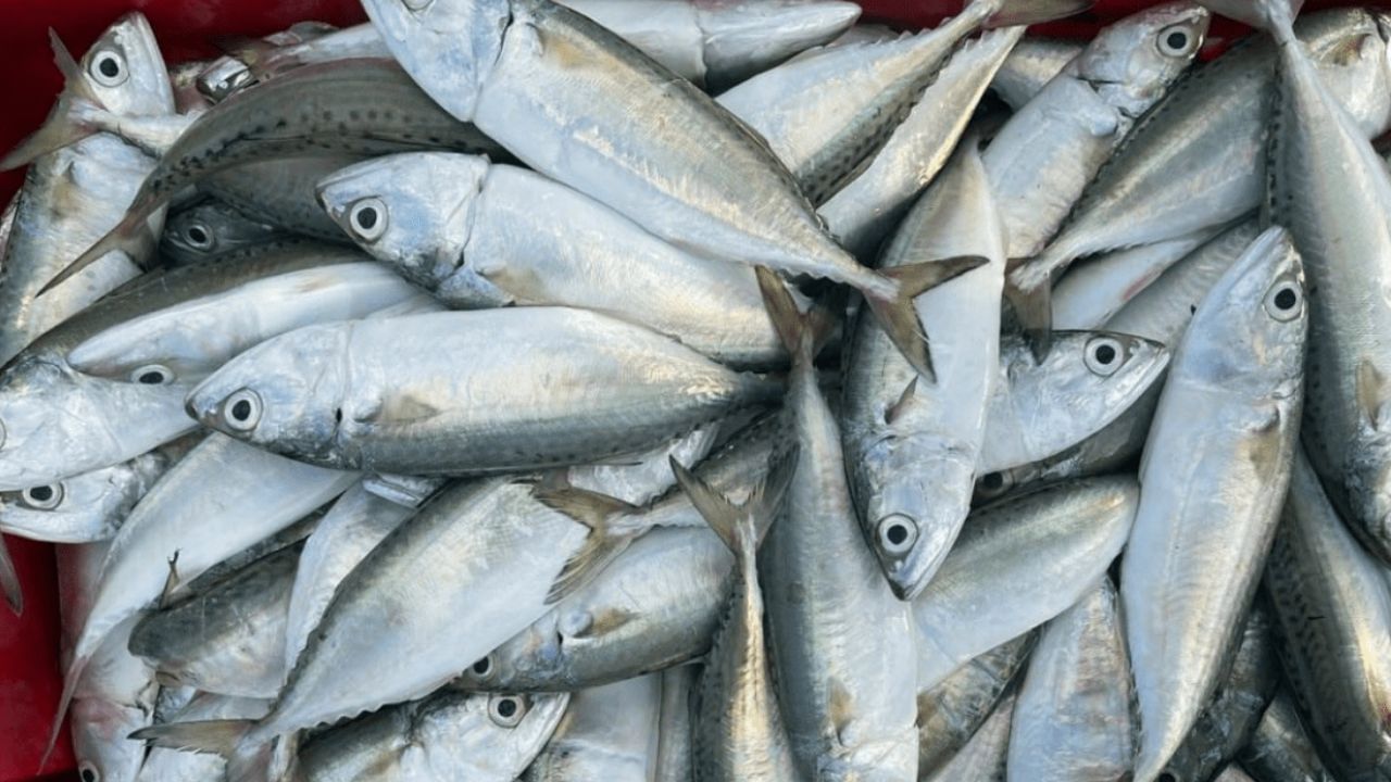 మాకెరెల్ చేపలు ఒమేగా-3 ఫ్యాటీ యాసిడ్స్‌తో ఆరోగ్యానికి మేలు చేస్తాయి. అయితే పసిఫిక్ మహాసముద్రంలోని కింగ్ మాకెరెల్ అధిక స్థాయిలో పాదరసాన్ని కలిగి ఉంటుంది. దీని కారణంగా కిడ్నీలు, నరాల వ్యవస్థపై తీవ్రమైన ప్రభావం చూపించే అవకాశం ఉంది. ముఖ్యంగా గర్భిణీలు, చిన్న పిల్లలు వీటిని పూర్తిగా తినకుండా ఉండటం మంచిది. 