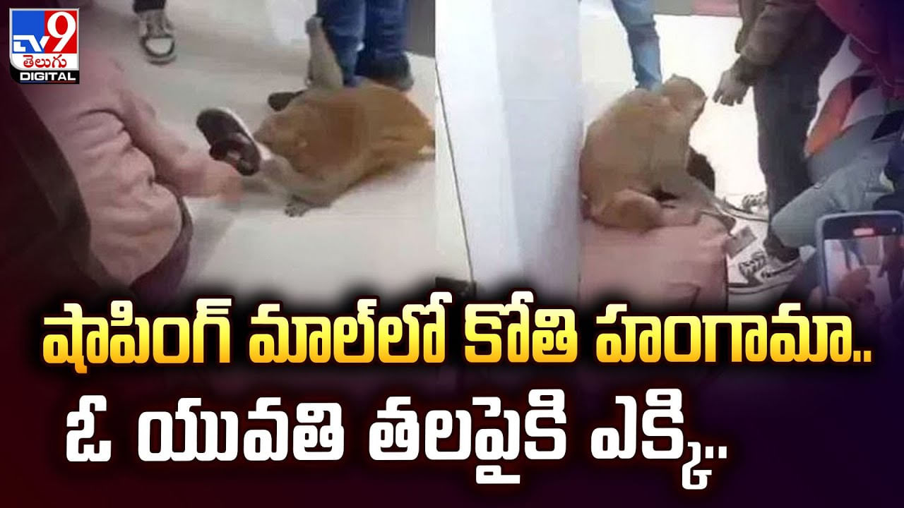 షాపింగ్‌ మాల్‌లో కోతి హంగామా.. ఓ యువతి తలపైకి ఎక్కి..